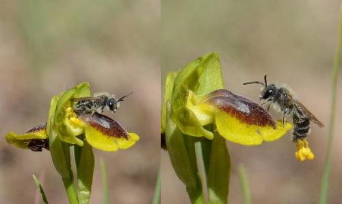 Andrena sp.